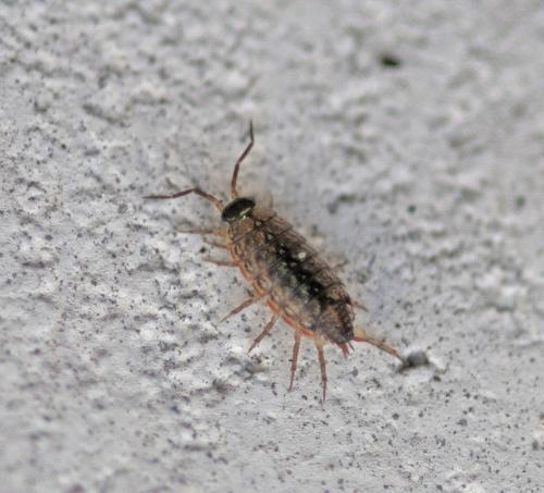 Philoscia muscorum